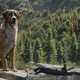 Illustration for article titled Weekend Box Office: Even Call Of The Wild's computer-generated hound can't catch Sonic